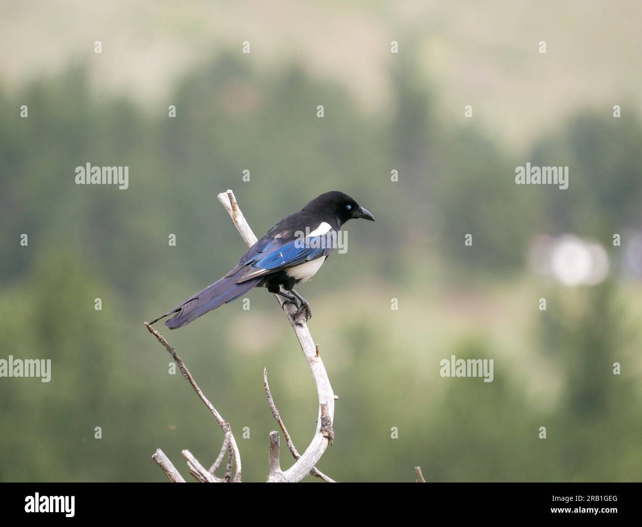 Schwarz-billed Magpie Pica hudsonia Stockfoto