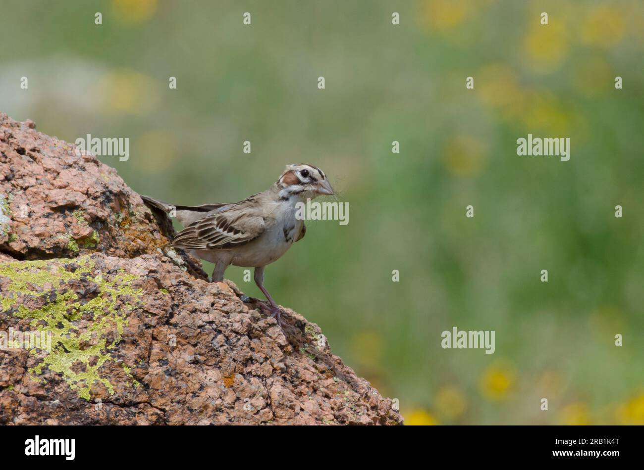 Lark Sparrow, Chondestes grammacus, Nistmaterial sammeln Stockfoto