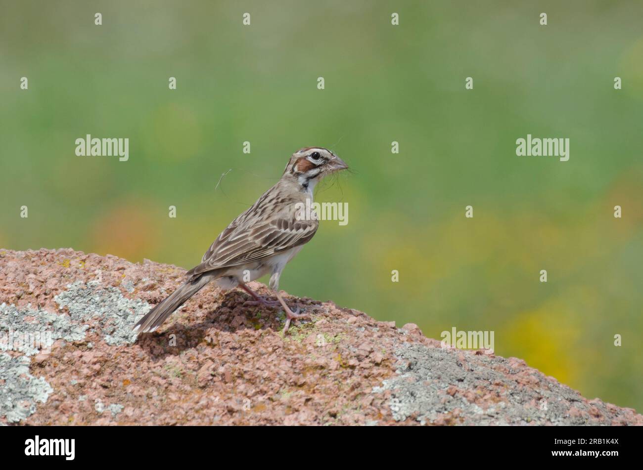 Lark Sparrow, Chondestes grammacus, Nistmaterial sammeln Stockfoto