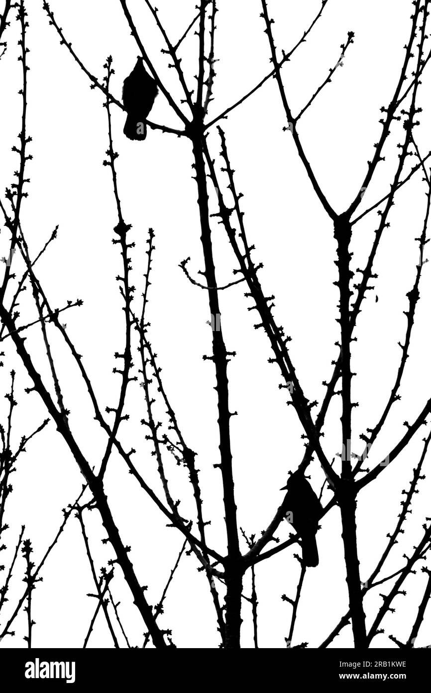 Zwei Vögel sitzen auf Baumzweigen. Stockfoto