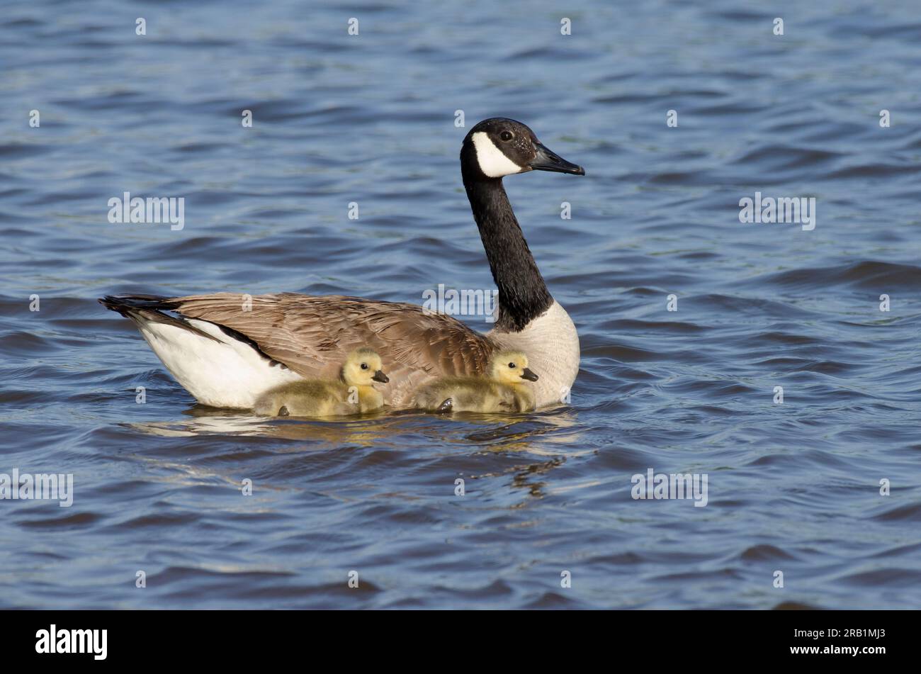 Canada Gänse, Branta canadensis, Erwachsener mit Schwimmunterwäsche Stockfoto