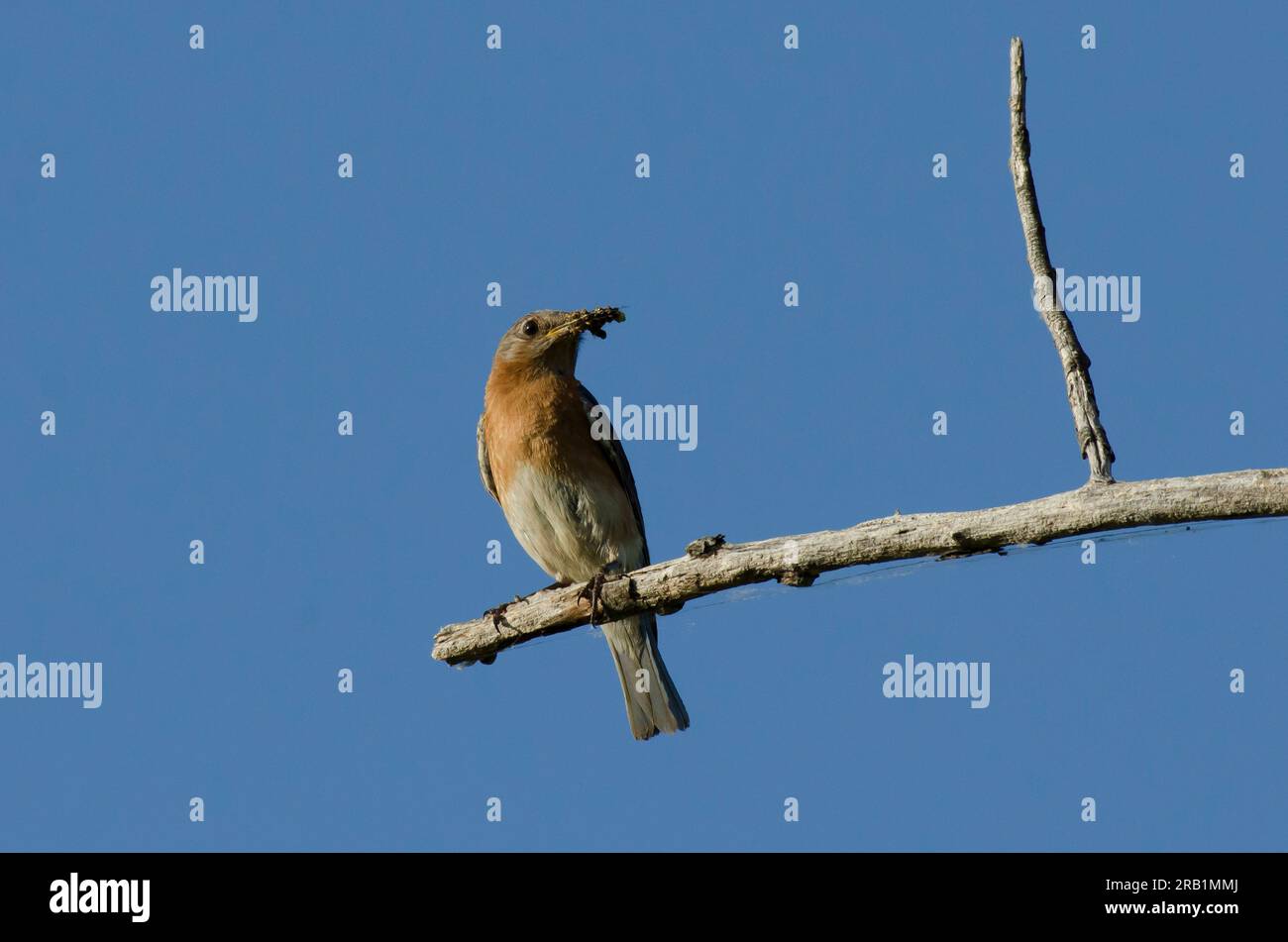 Östlicher Blauer Vogel, Sialia sialis, mit Raupenbeute Stockfoto