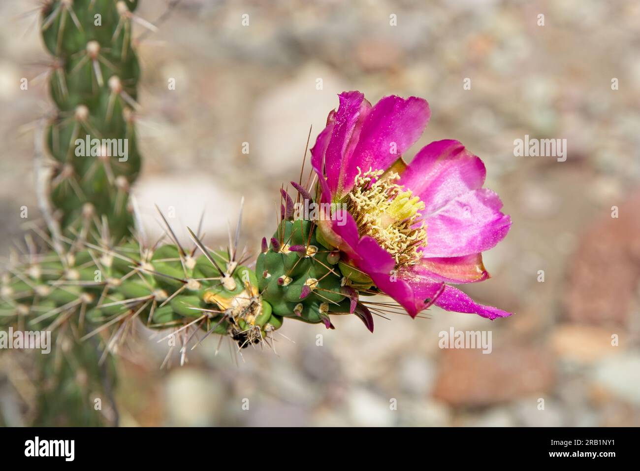 Aus nächster Nähe: Cane cholla cactus (Cylindropuntia imbricata) Magenta blüht in der Wüste Chihuahuan. Stockfoto