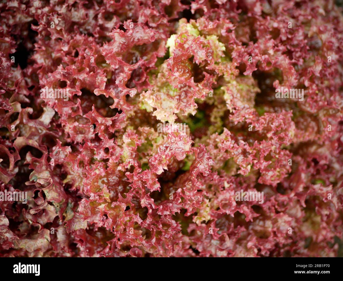 Lollo Rosso grüner Kopfsalat Farm frische Bio-Locken Lactuca sativa ernten Bauer frisch wachsender Bio-Ernte Gemüse Frühlingsstiel dicker Bauer fa Stockfoto