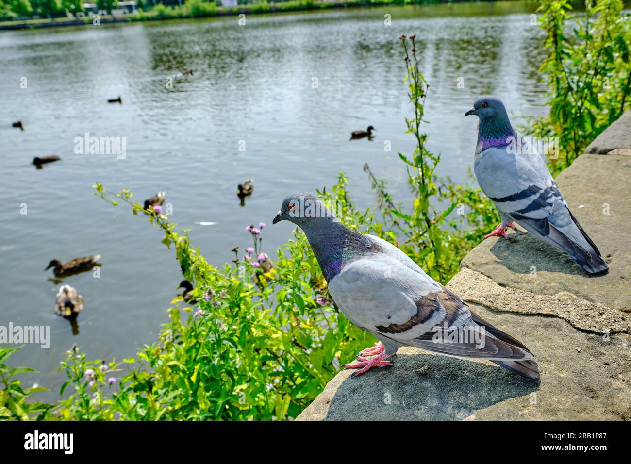 Ein paar Tauben am Flussufer oder Teich in einem Stadtpark an einem sonnigen Tag. Auf einer Steinmauer sitzen und viele Enten auf dem Wasser beobachten. Stockfoto