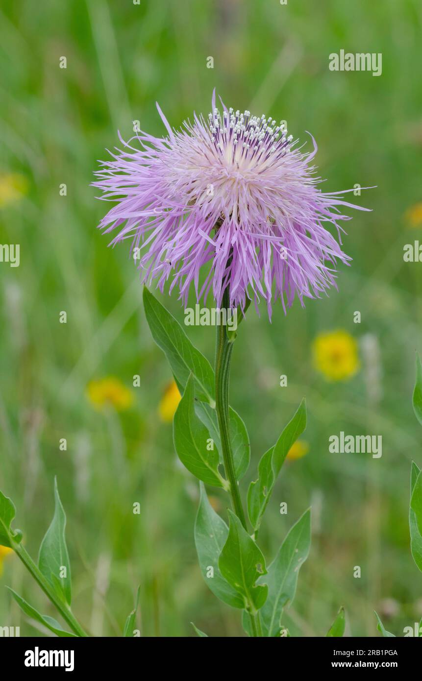 Amerikanischer Starthistle, Plectocephalus americanus Stockfoto