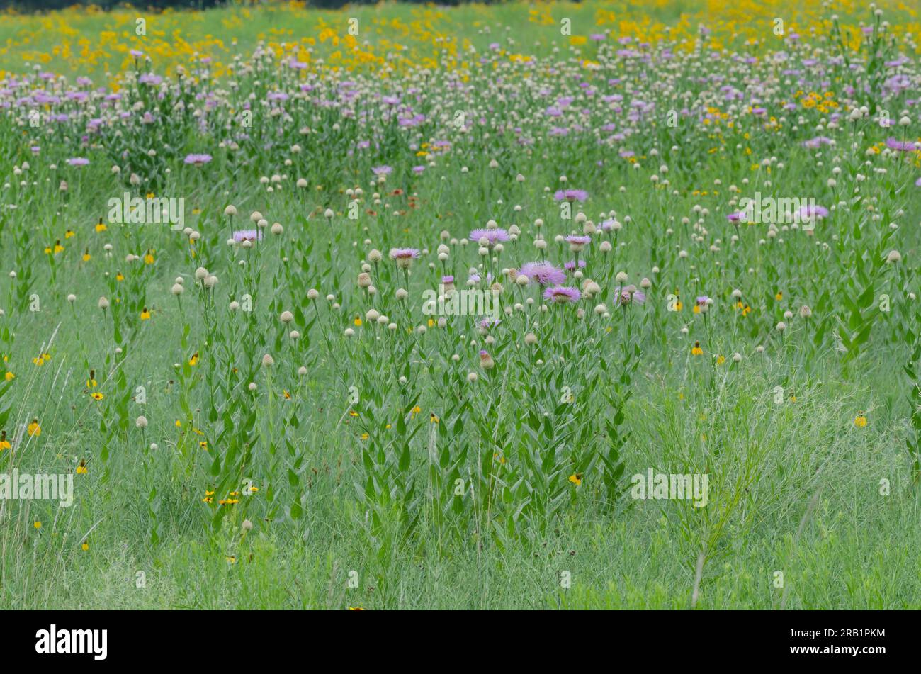 American Starthistle, Plectocephalus americanus und Plains Coreopsis, Coreopsis tinctoria Stockfoto