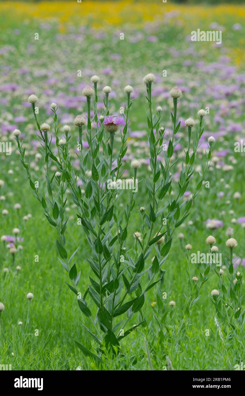 American Starthistle, Plectocephalus americanus und Plains Coreopsis, Coreopsis tinctoria Stockfoto