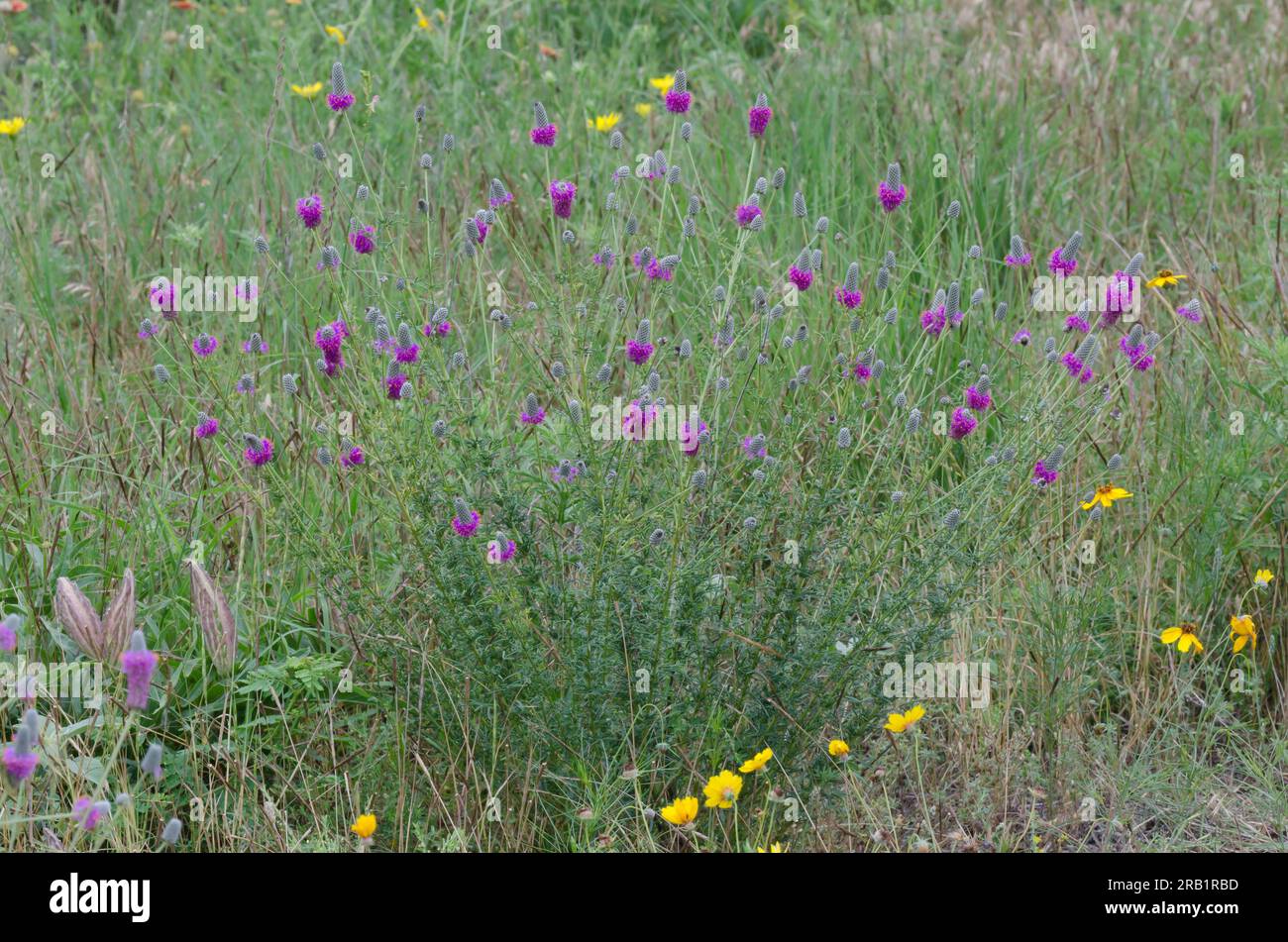 Purple Prairie Clover, Dalea purea Stockfoto