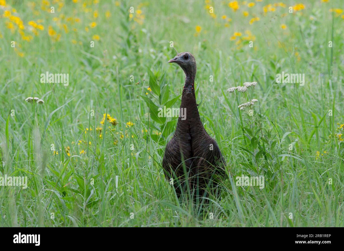 Wildputen, Meleagris gallopavo, Hühner auf dem Feld von Plains Coreopsis, Coreopsis tinctoria Stockfoto