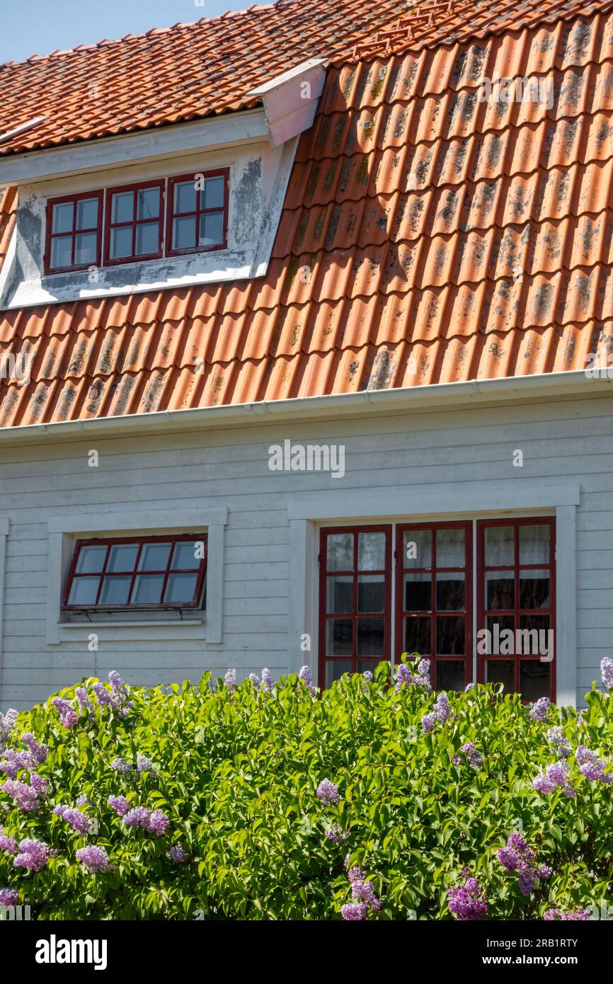 Fassade eines weiß bemalten Einfamilienhauses mit Holzplanke und orangefarbenen Dachziegeln in einer ländlichen skandinavischen Landschaft mit üppigem grünen Busch Stockfoto