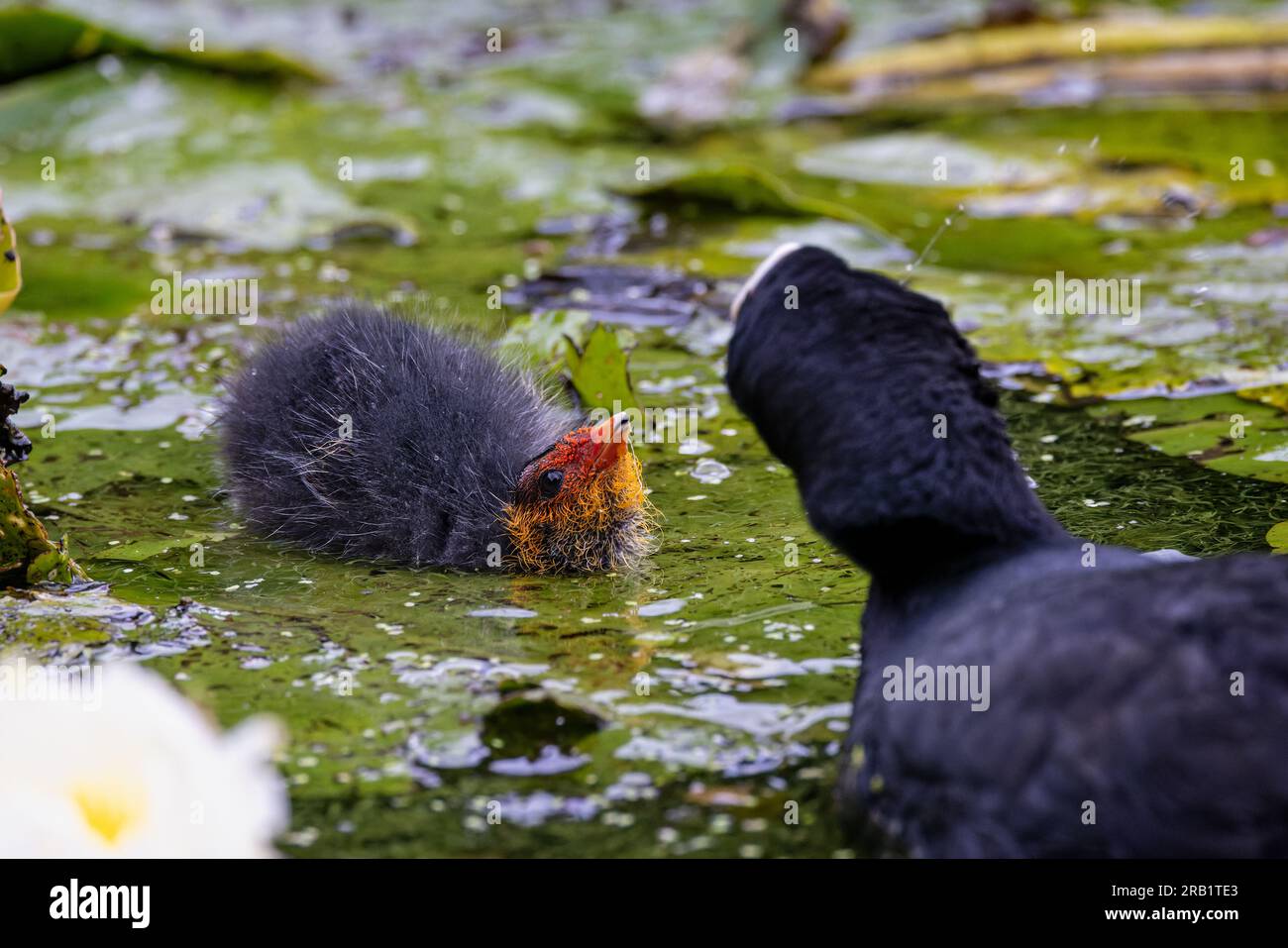 Kleines Baby frisst auf grünen Lilienpolstern auf der Wasseroberfläche, der Kopf ist gebogen und bittet den Elternvogel um Nahrung. Stockfoto