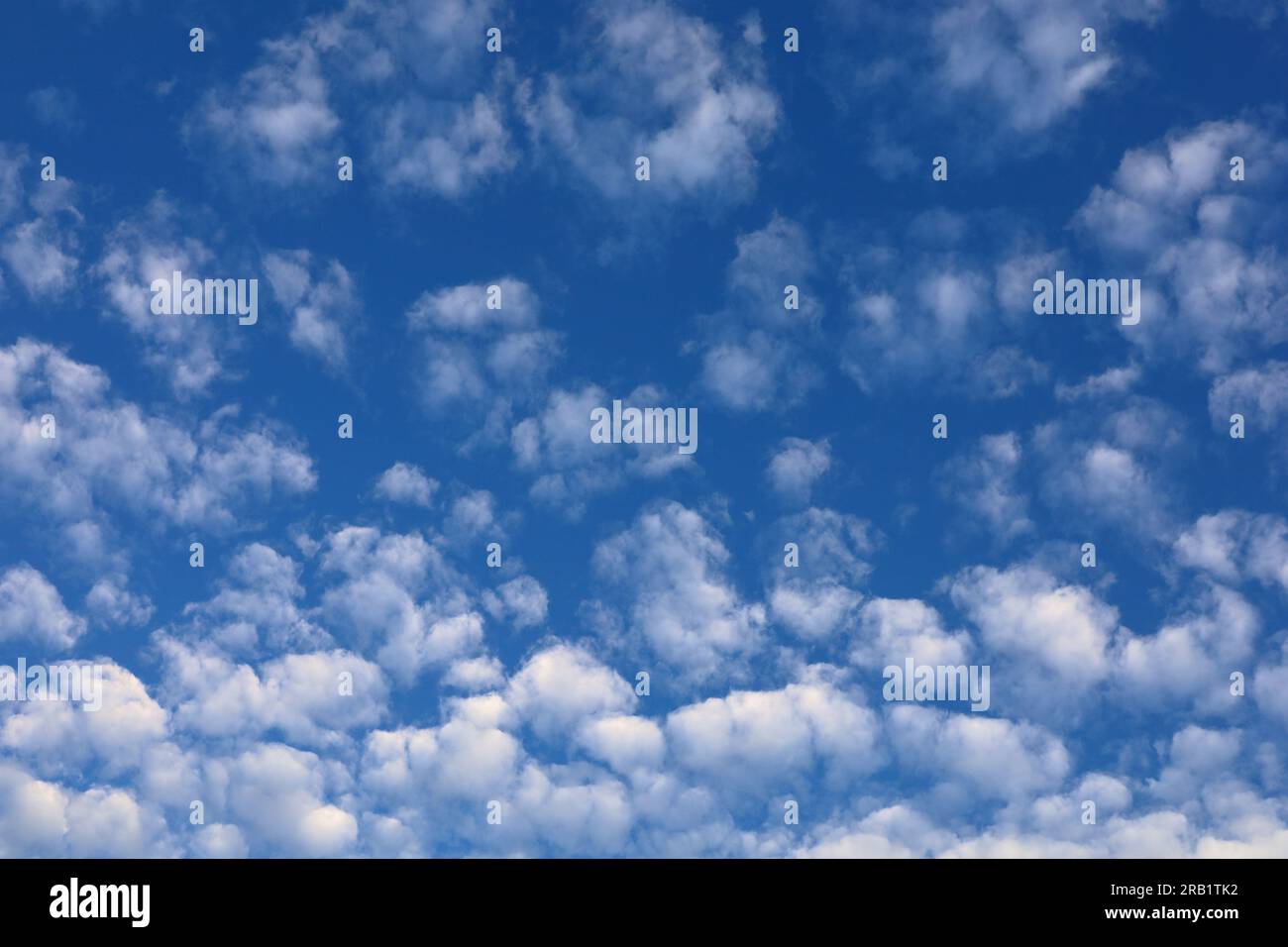 Altocumulus Wolken schweben im blauen Himmel Stockfoto