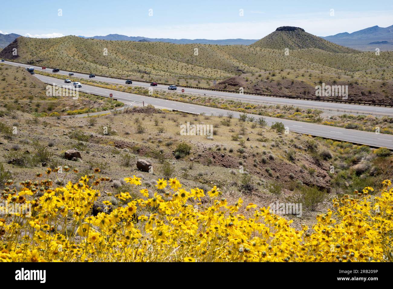 Brittlebush durchquert die Wüste entlang der Interstate 10 westlich von Phoenix, Arizona. Stockfoto