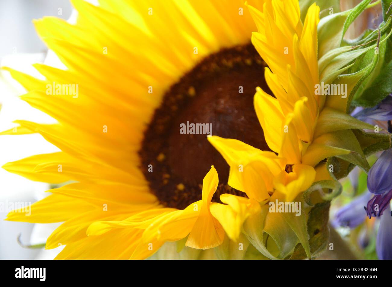 Sonnenblume hautnah Stockfoto