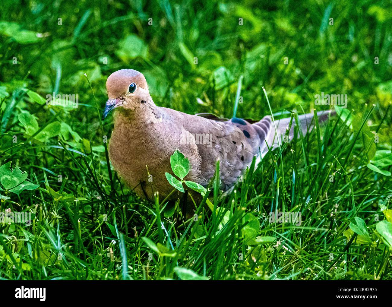 Trauernde Taube (Zenaida macroura) Eine anmutige Taube, die auf dem gesamten nordamerikanischen Kontinent lebt. Samen im Gras essen. Stockfoto