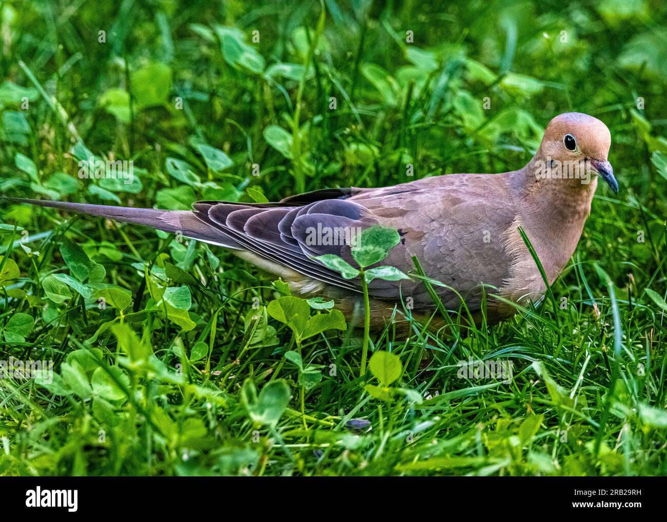 Trauernde Taube (Zenaida macroura) Eine anmutige Taube, die auf dem gesamten nordamerikanischen Kontinent lebt. Samen im Gras essen. Stockfoto