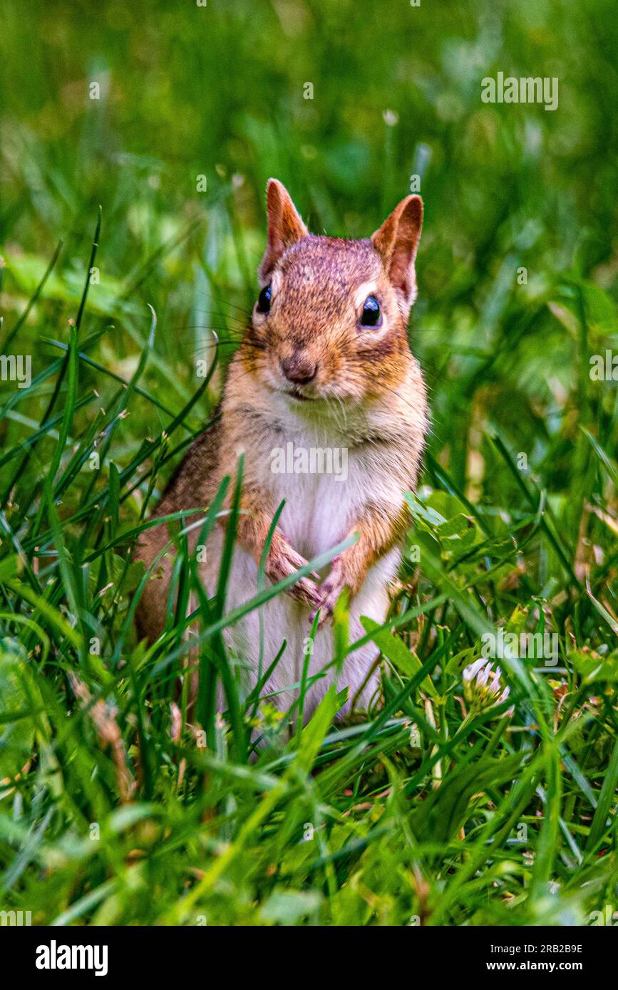 Streifenhörnchen leben in Parks, Gärten, Waldrodungen. Sie sind Allesfresser und ernähren sich von Samen, Nüssen, wirbellosen Tieren und sogar kleinen Eiern. Stockfoto