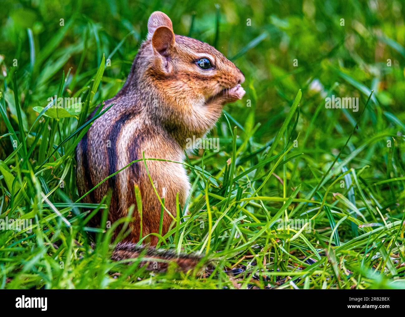 Streifenhörnchen leben in Parks, Gärten, Waldrodungen. Sie sind Allesfresser und ernähren sich von Samen, Nüssen, wirbellosen Tieren und sogar kleinen Eiern. Stockfoto