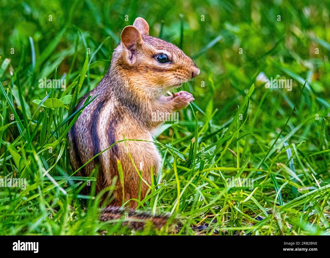 Streifenhörnchen leben in Parks, Gärten, Waldrodungen. Sie sind Allesfresser und ernähren sich von Samen, Nüssen, wirbellosen Tieren und sogar kleinen Eiern. Stockfoto