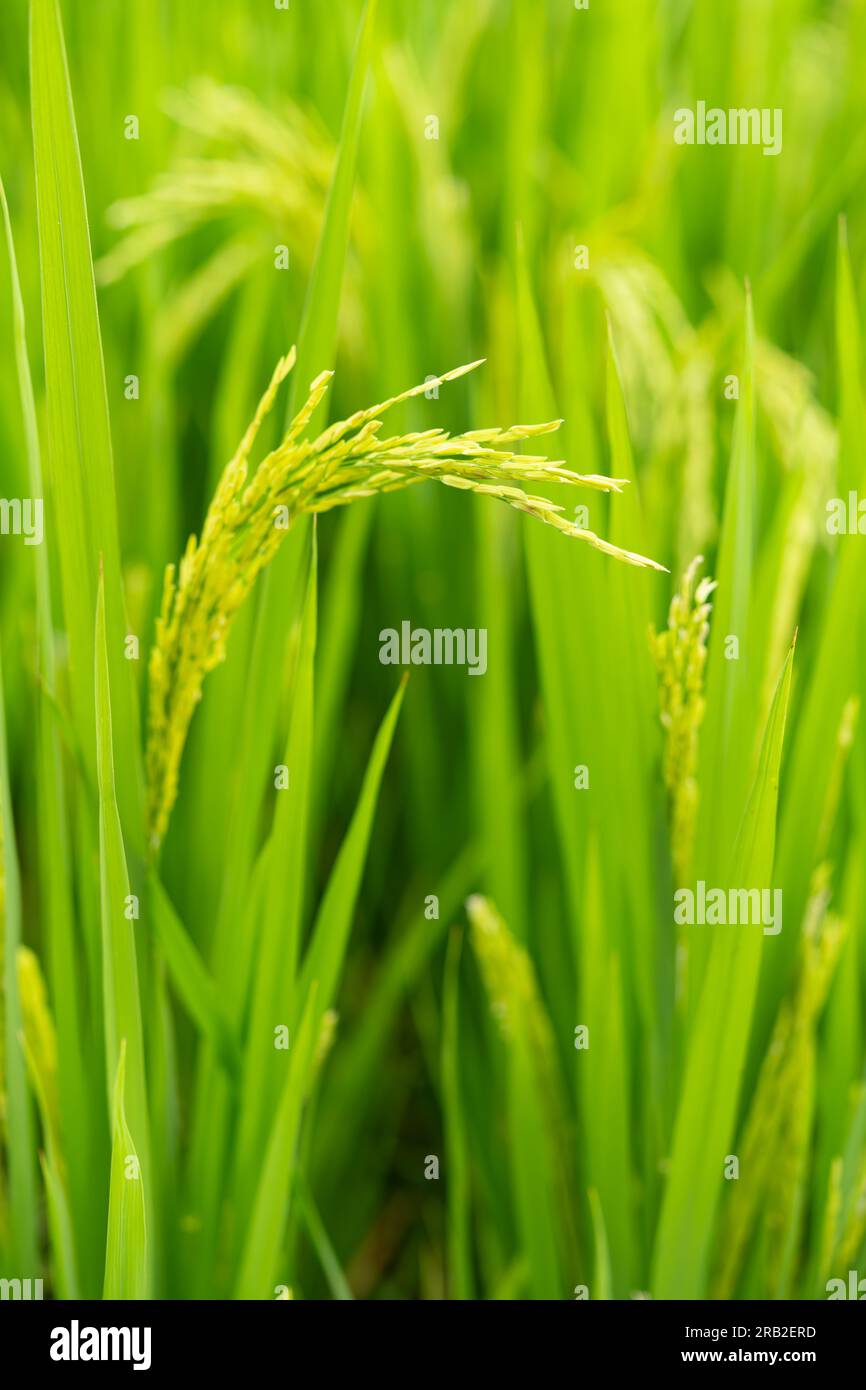 Grüner Paddy auf Feld bei vertikaler Komposition Stockfoto