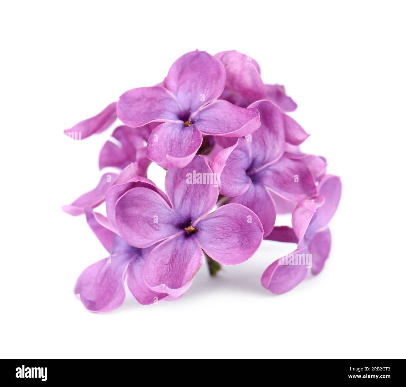 Wunderschöne, duftende Fliederblumen auf weißem Hintergrund Stockfoto