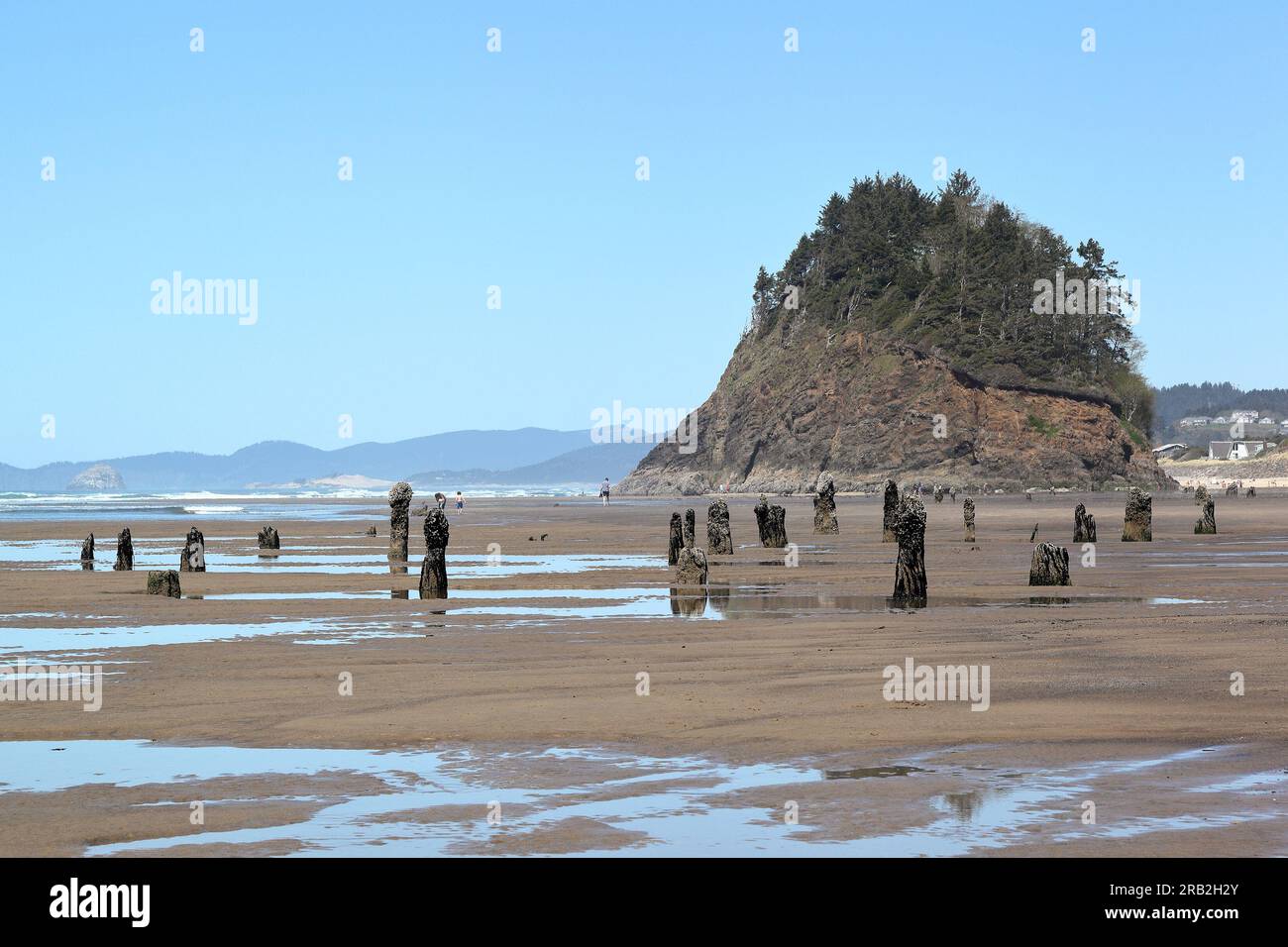 Entlang der Küste Oregons: Proposal Rock mit dem Neskowin Ghost Forest - Überreste alter sitka-Fichten, die nach einem Erdbeben unter dem Wasser versenkt wurden Stockfoto