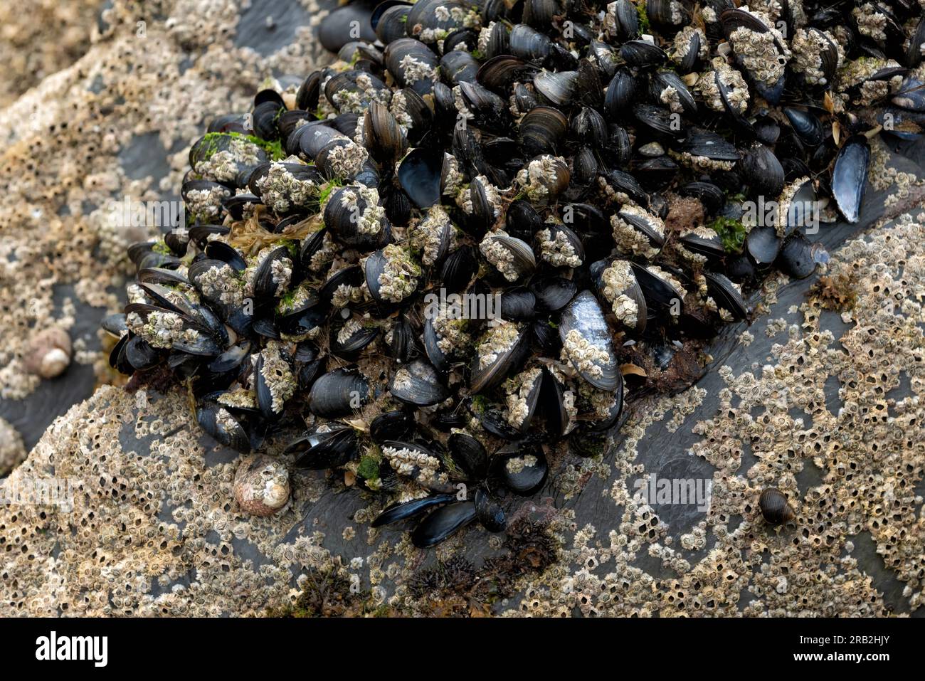 Gewöhnliche Muscheln, bedeckt mit Barnius Stockfoto