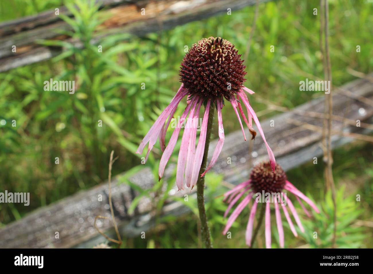 In Linne Woods in Morton Grove, Illinoi, gibt es zwei blasslila Nadelblüten mit einem Holzpfosten und einem Geländerzaun dahinter Stockfoto