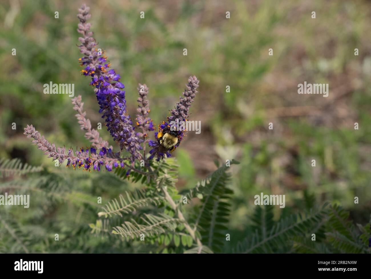 Hummeln mit vollen Pollenkörben sammeln mehr Pollen aus violetten Blüten auf einer Bleipflanze oder Amorpha canescens in Minnesota. Bild hat Speicherplatz zum Kopieren. Stockfoto