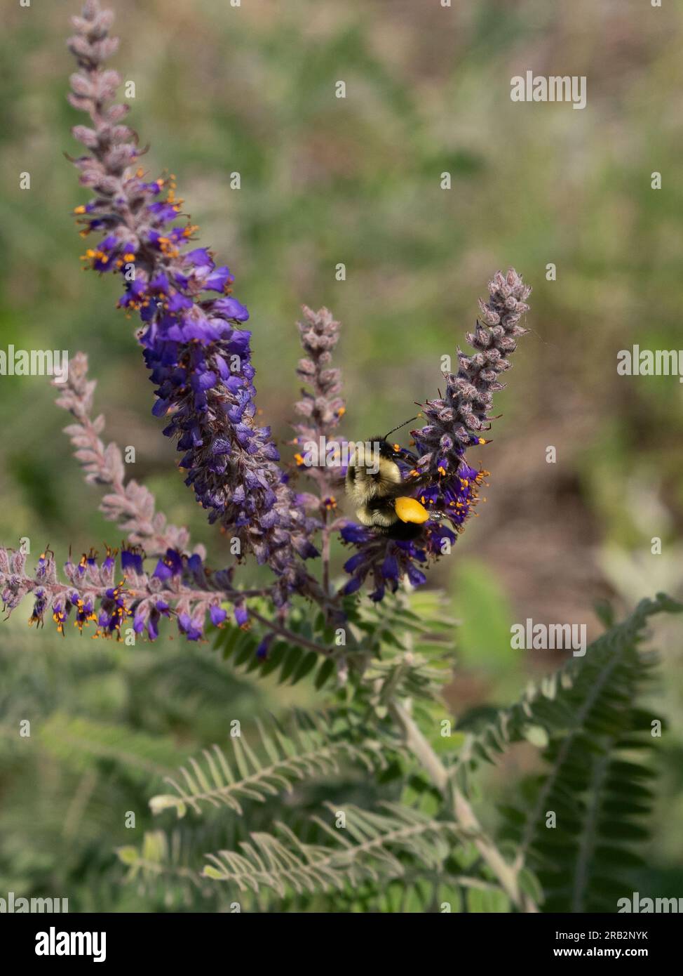 Honigbiene mit vollen Pollenkörben, die mehr Pollen aus violetten Blüten auf einer Bleipflanze oder Amorpha canescens in Minnesota sammeln. Stockfoto