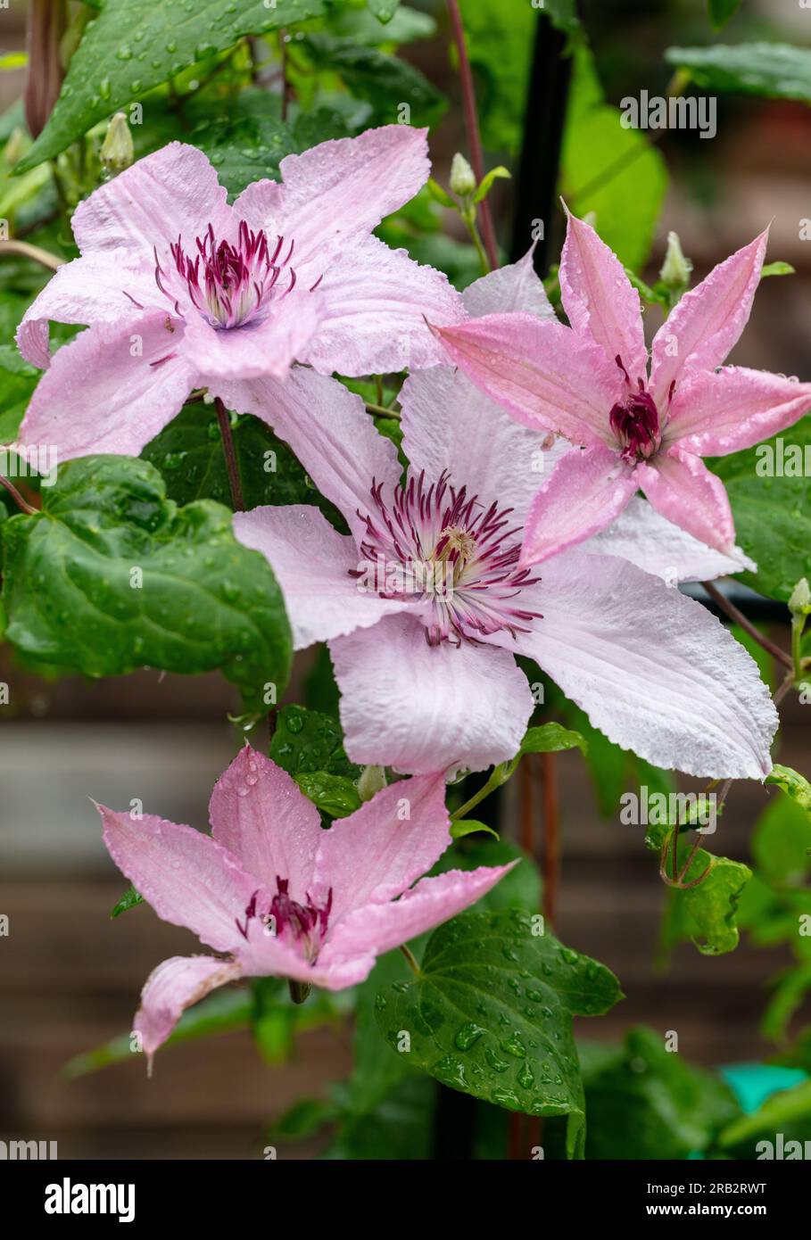 „Hagley Hybrid“-Gruppe mit großer Blüte, klematis (Clematis Hybrid) Stockfoto