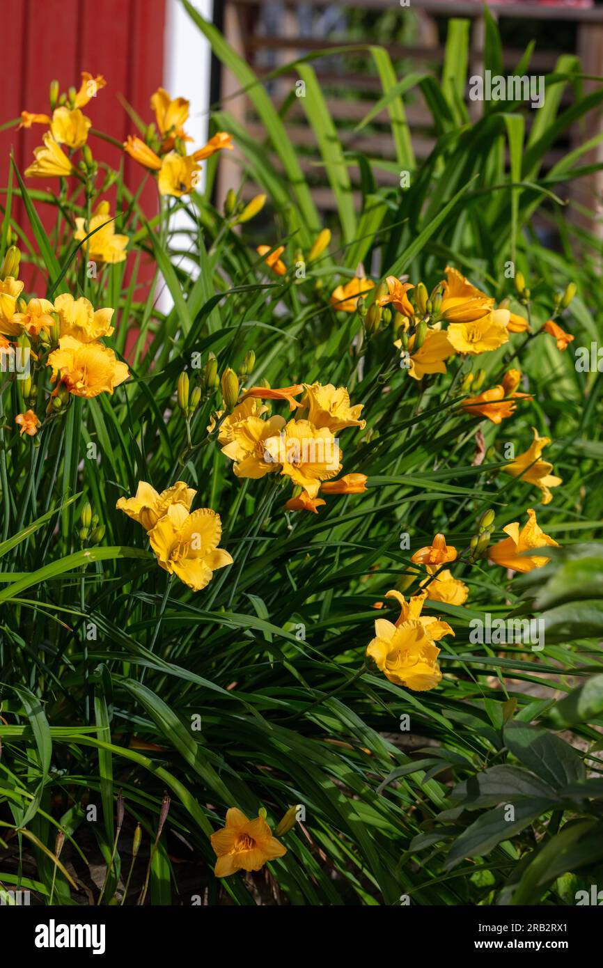 Miss Mary Mary, Robbobmar' Daylily, Daglilja (Hemerocallis) Stockfoto