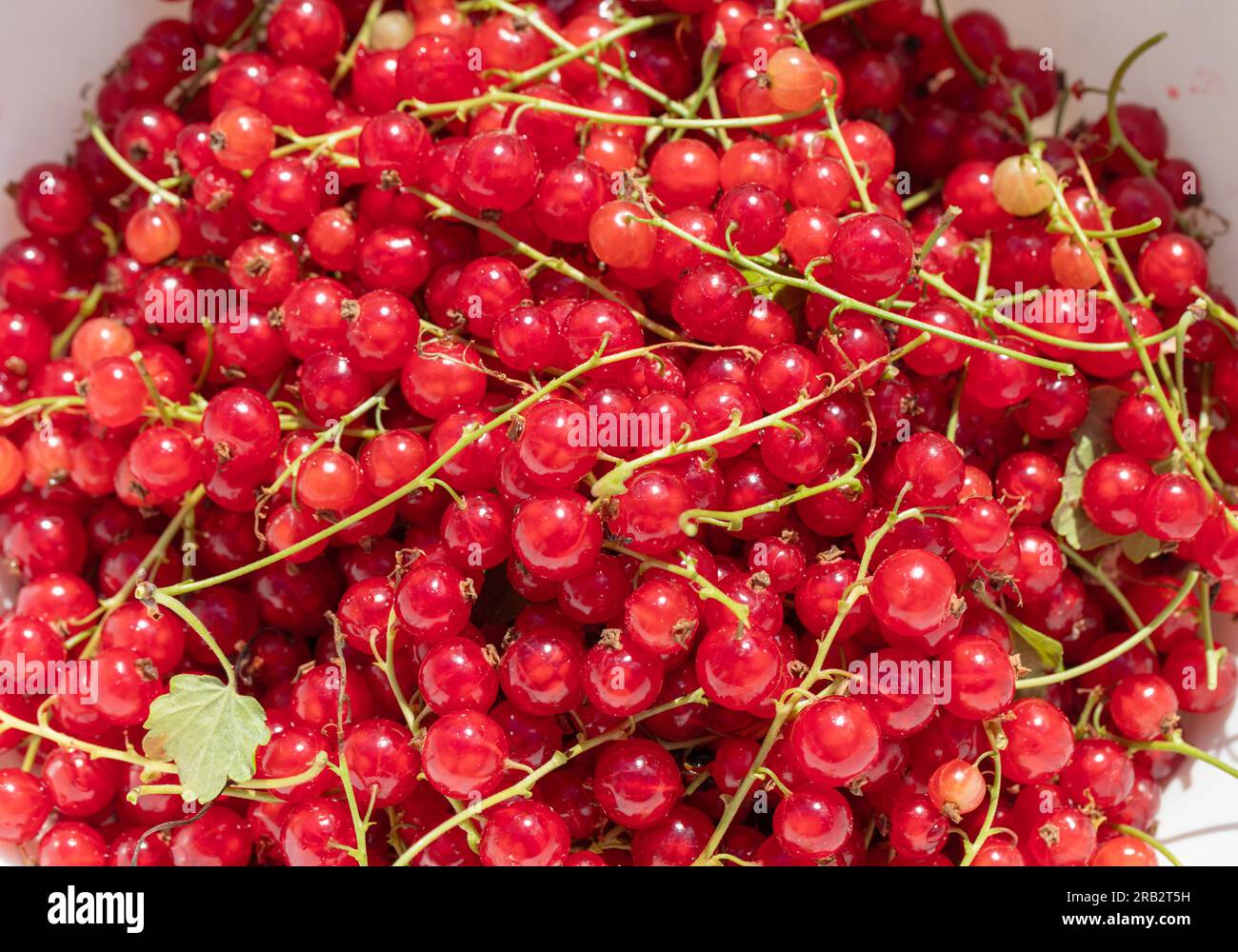 'Jonkheer van Prüfungen' rote Johannisbeere, vinbär Röd (Ribes rubrum) Stockfoto