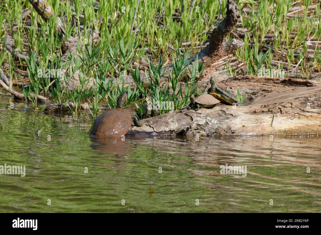 Eastern River Cooters, Pseudemys concinna concinna, sonnenbaden Stockfoto