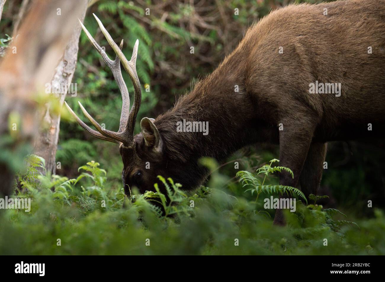 Sambur isst Pflanzen in Horton Plains, Sri Lanka Stockfoto