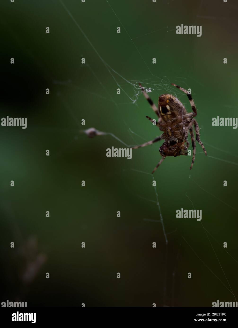 Nahaufnahme der Unterseite einer Scheunenspinne oder Araneus Cavaticus, der seine Beute frisst. Das Bild wird mit einer geringen Tiefenschärfe aufgenommen und hat einen Kopierspalt Stockfoto