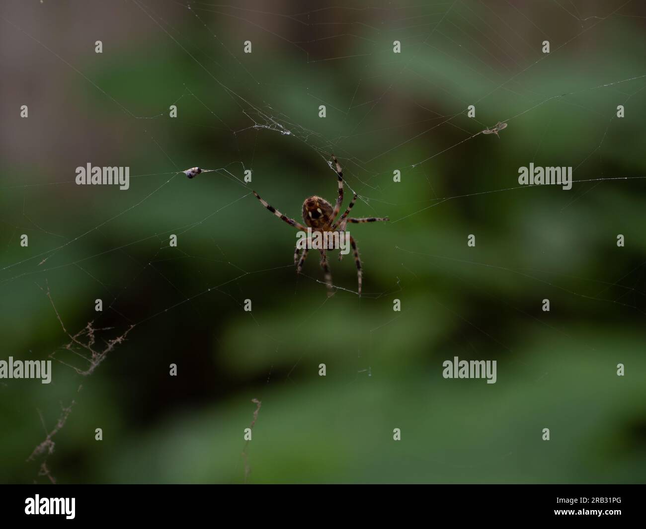 Nahaufnahme der Unterseite einer Scheunenspinne oder von Araneus Cavaticus mit seiner eingeschlossenen Beute. Das Bild wird mit einer geringen Schärfentiefe fotografiert und hat c Stockfoto