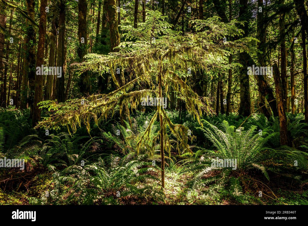 Üppig grüne Bäume und Farne im Regenwald von Hoh, Washington Stockfoto