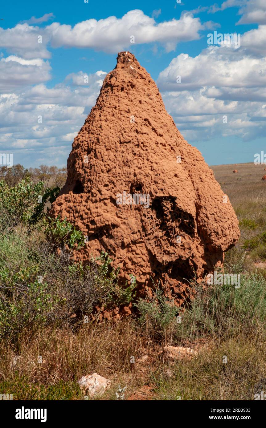 Termiten nisten im Outback Westaustralien Stockfoto