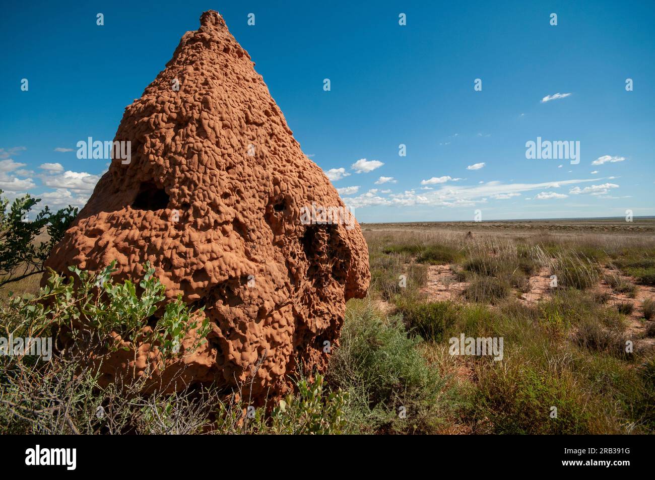 Termiten nisten im Outback Westaustralien Stockfoto