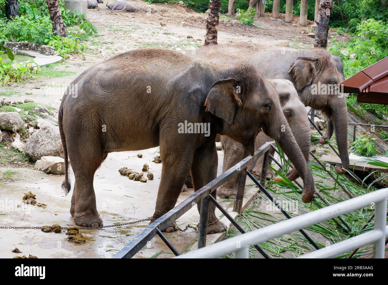 Viele Elefanten im Zoo, Beine angekettet Stockfoto