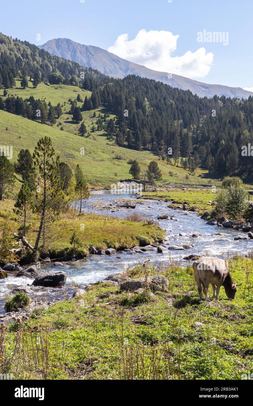 Landschaft einer hohen Bergwiese mit einem Fluss und einer grasenden Kuh. Vertikales Bild Stockfoto