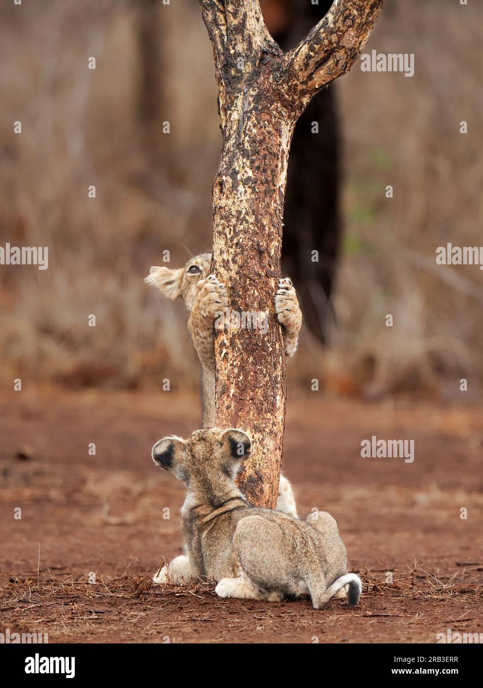 Ein Löwenjunges, das auf einen Baum klettern will, während sein Bruder ihn ermutigt. Gir National Park & Sanctuary, Gujarat, Indien: HERZERWÄRMENDE Bilder von t Stockfoto