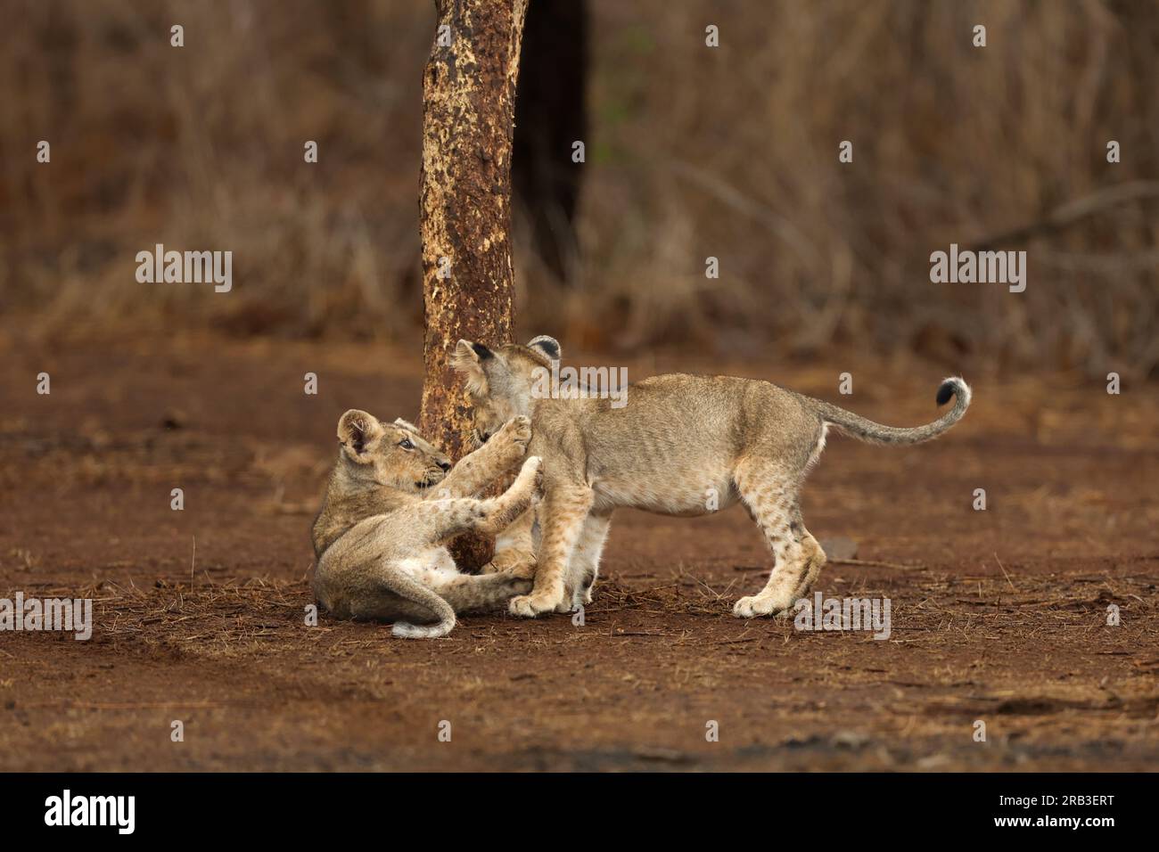 Es ist Spielzeit. Gir National Park & Sanctuary, Gujarat, Indien: HERZERWÄRMENDE Bilder der süßesten asiatischen Löwenjungen, die spielen, kuscheln und ihre c Stockfoto