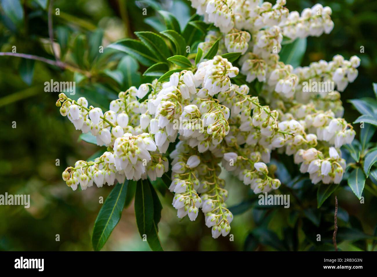 Pieris japonica var. Yakushimensis Growing in RHS Rosemoor, Devon, Vereinigtes Königreich Stockfoto