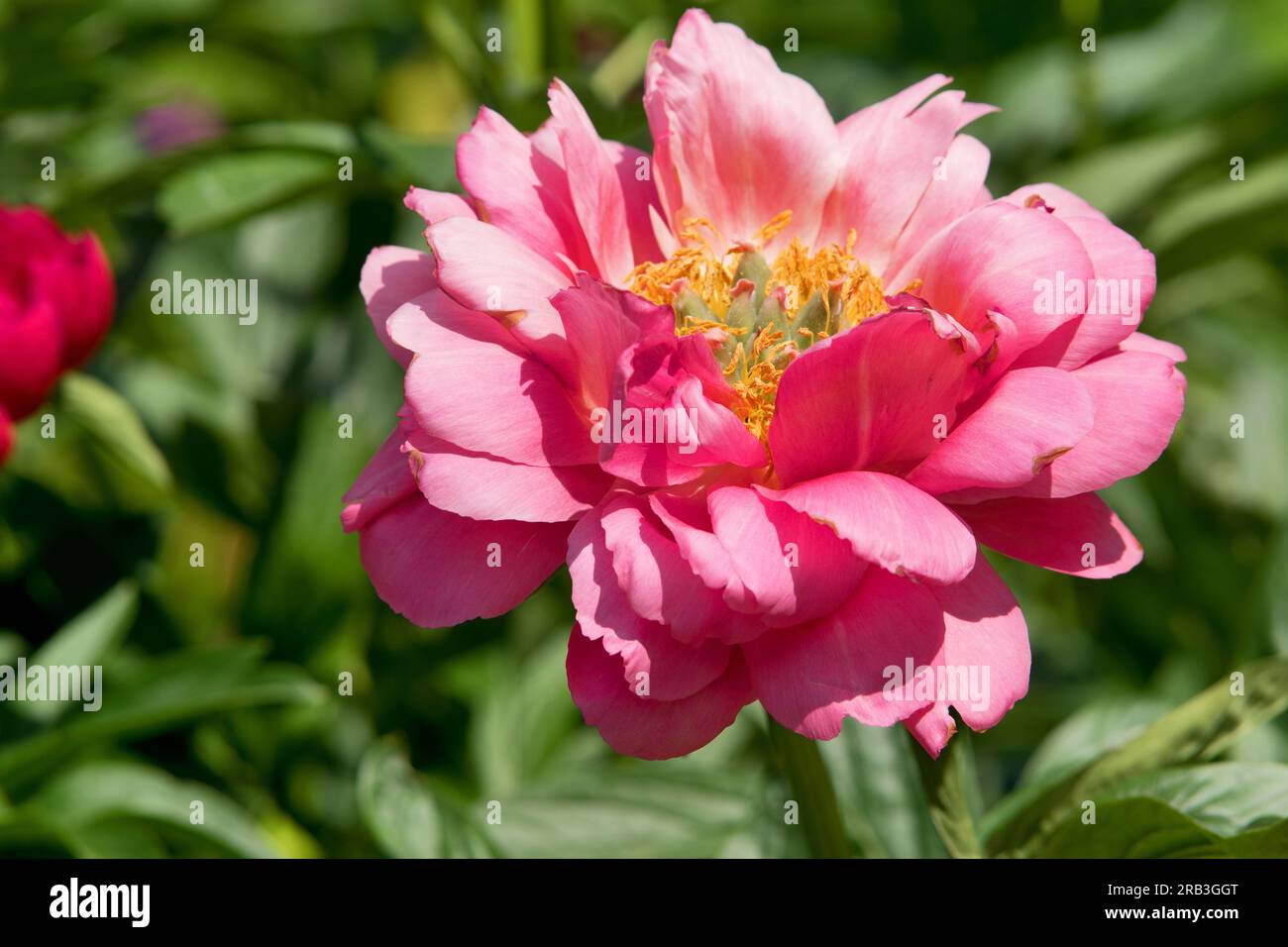 Mainau Island, Deutschland: Rosen. Blütenpracht im botanischen Garten auf der Insel am Bodensee. Stockfoto
