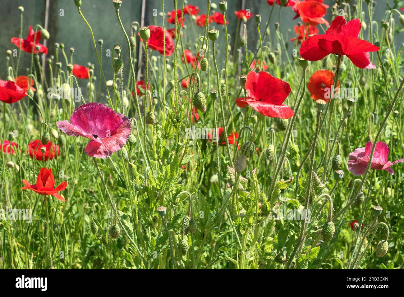 Insel Reichenau, Deutschland: Mohn (Papaver rhoeas, Gemeine Mohn, Maismohn, Maisrosa, Feldmohn, Flandern Mohn, Rotmohn) Stockfoto