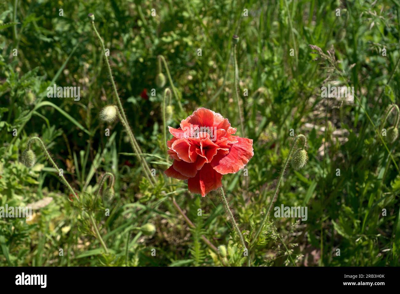 Insel Reichenau, Deutschland: Mohn (Papaver rhoeas, Gemeine Mohn, Maismohn, Maisrosa, Feldmohn, Flandern Mohn, Rotmohn) Stockfoto