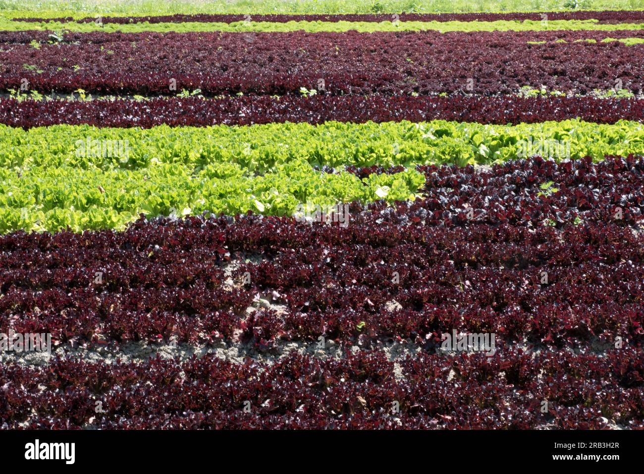 Insel Reichenau, Deutschland: salatfeld lollo bianco und Lollo rosso Stockfoto